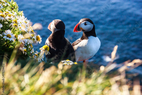 Obraz na plátně Icelandic Puffin bird couple standing in the flower bushes on the rocky cliff on a sunny day at Latrabjarg, Iceland, Europe