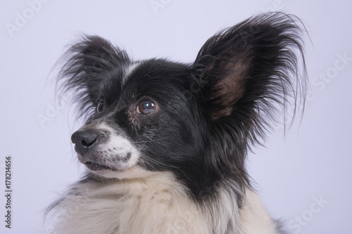 Kleiner schwarz weißer Hund vor weißem Hintergrund