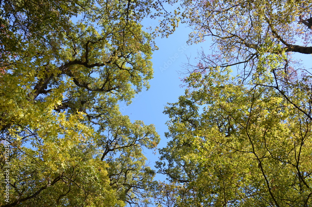 Fototapeta premium Yalta_11