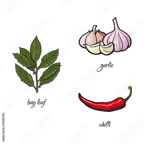 vector flat cartoon sketch style hand drawn Spices , seasoning, flavorings and kitchen herbs set. bay leaves, red chili peppers and garlic. Isolated illustration on a white background.