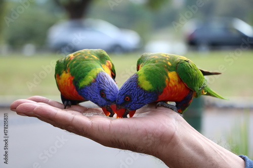 Rainbow Lorikeet in Sydney, Australia