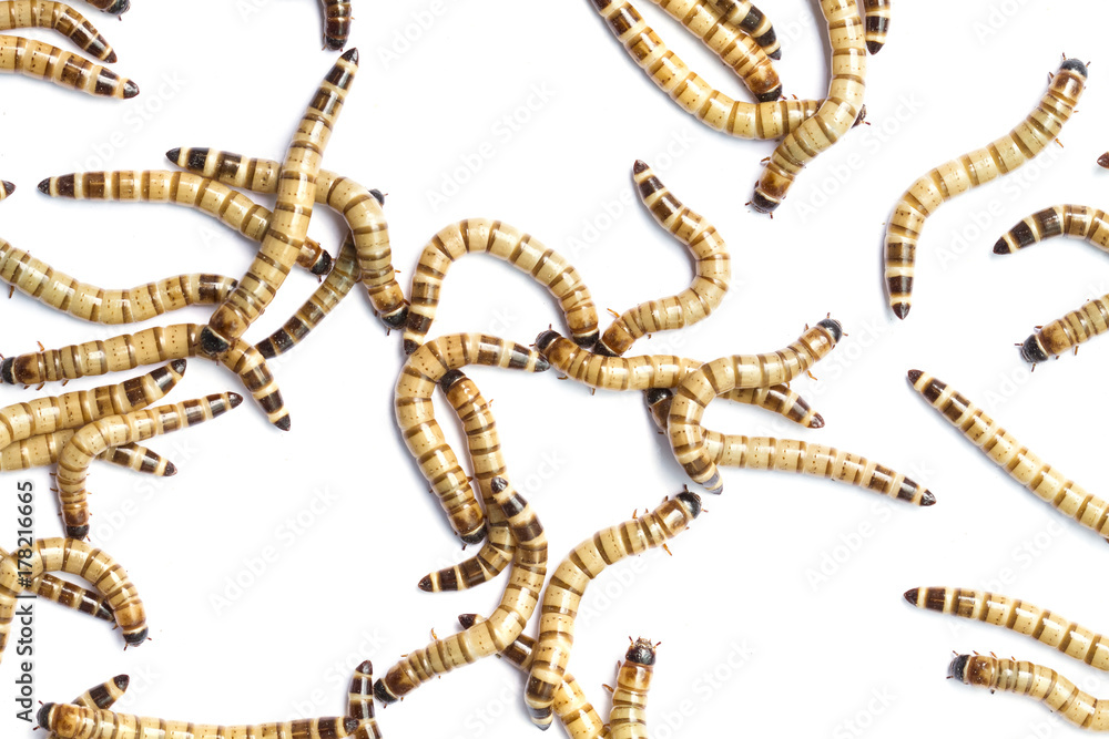 Giant mealworm of zophobasmorio on white background (Tenebrionidae) Giant mealworm of zophobasmorio on white background (Tenebrionidae)