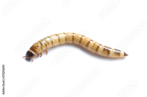 Giant mealworm of zophobasmorio on white background (Tenebrionidae)