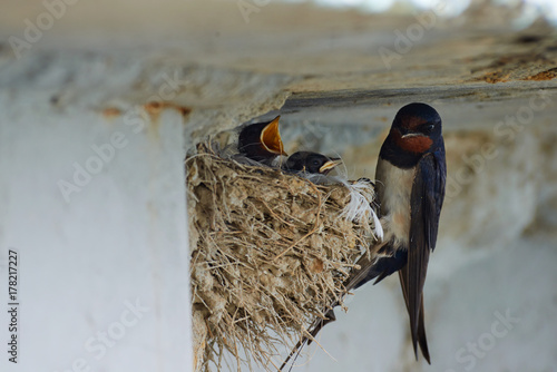 Nest of swallows. The swallows and martins, or Hirundinidae, are a family of passerine birds found around the world on all continents except Antarctica.