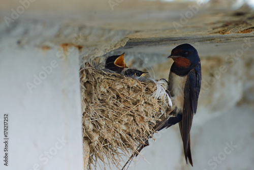 Nest of swallows. The swallows and martins, or Hirundinidae, are a family of passerine birds found around the world on all continents except Antarctica.