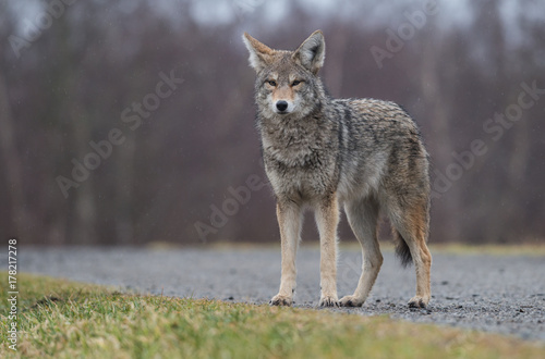 Coyote © Harry Collins