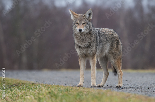 Coyote