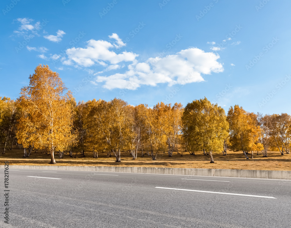 autumn road and birch forest
