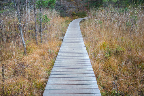 Walking path of wooden planks crossing a swamp. Autumn colors.