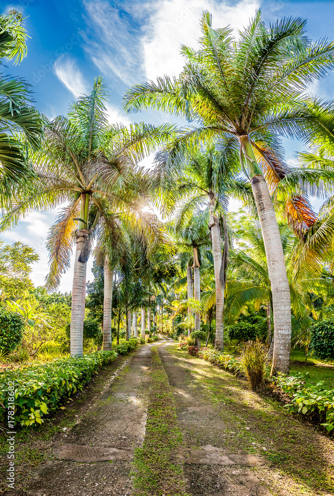 Tropical palms