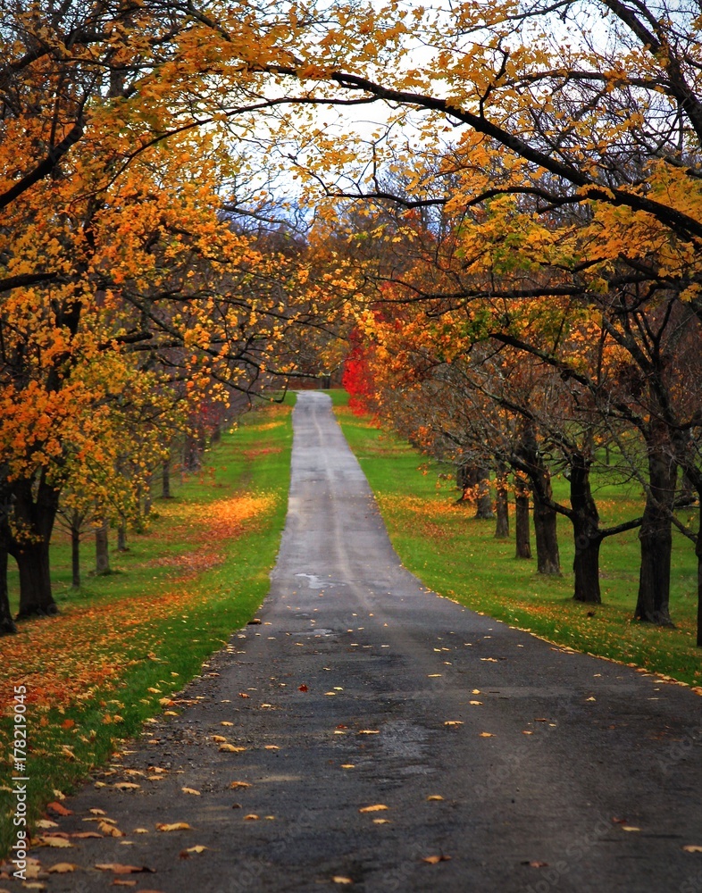 Fototapeta premium Fall Colors
