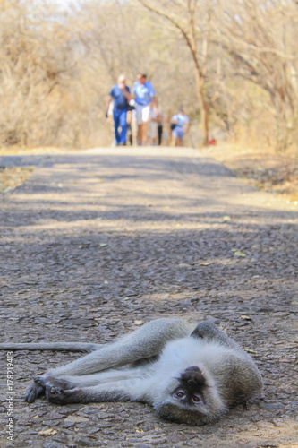 Macaque
