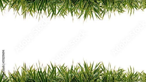 CG background of leaf and frame.Grass frame White back