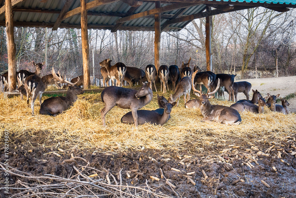 Naklejka premium Deer in the zoo