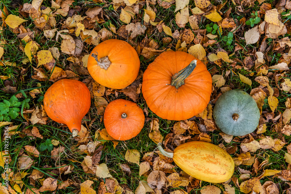 orange pumpkins against the background of autumn foliage orange pumpkins against the background of autumn foliage