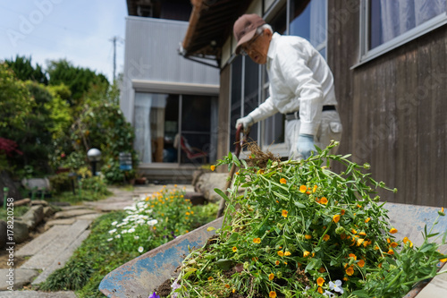 Elderly man planting a garden
