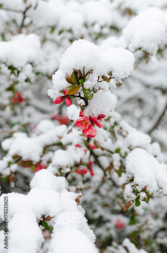 chaenomeles flowering and snow © Roman