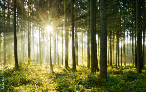 Spruce Tree Forest  Sunbeams through Morning Fog