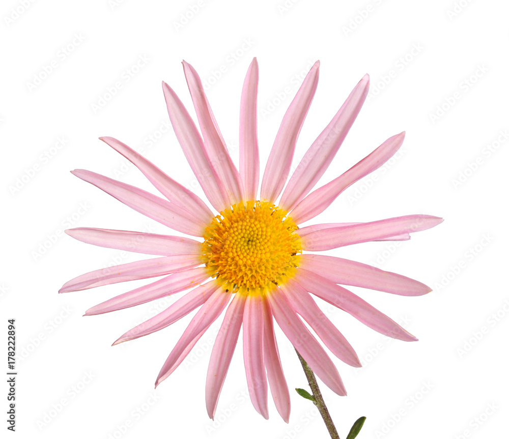 Stem with a single pink and yellow flower of hardy chrysanthemum isolated