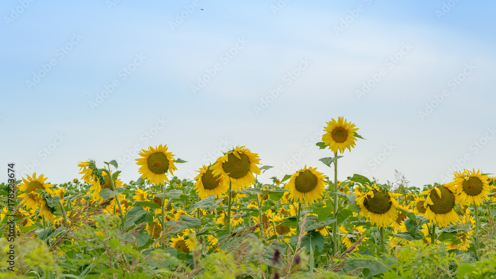Field of sunflowers against a blue sky. Taken in Lombardy, Italy