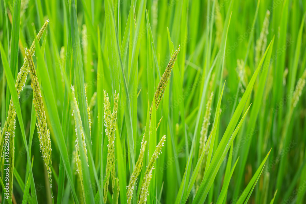 green rice plant for nature asian agriculture background green rice plant for nature asian agriculture background