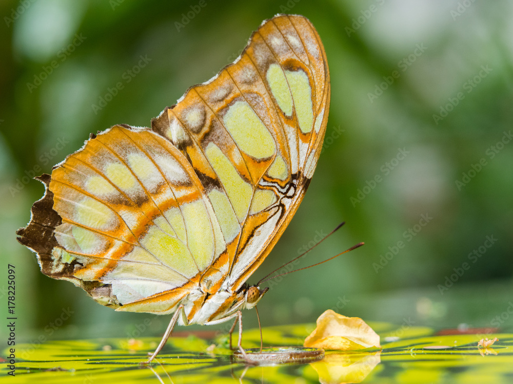 Fototapeta premium Malachitfalter, Siproeta stelenes, exotischer Schmetterling