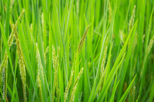 green rice plant for nature asian agriculture background