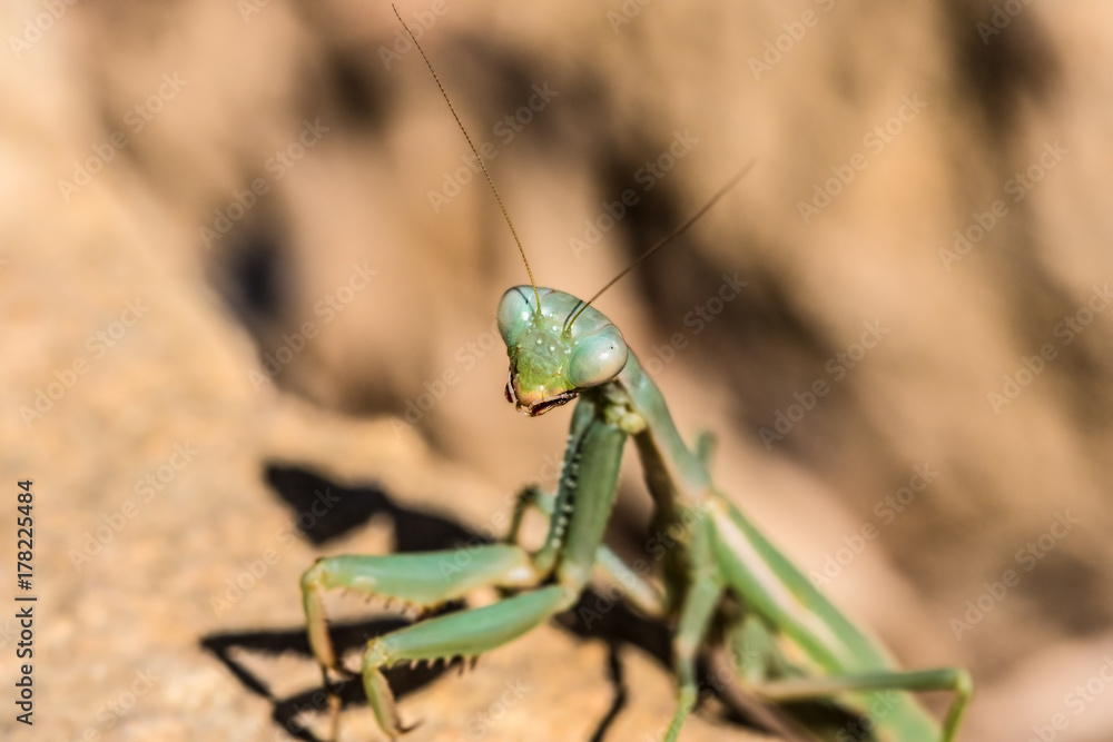 Macro of the Head of a Green Praying Mantis Macro of the Head of a Green Praying Mantis