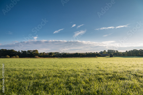 Wiese am Morgen