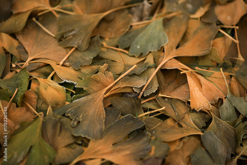 Hoarfrost on the leaves of ginkgo biloba.
Abstract nature background.
Hoarfrost on the leaves of ginkgo biloba.
Abstract nature background.