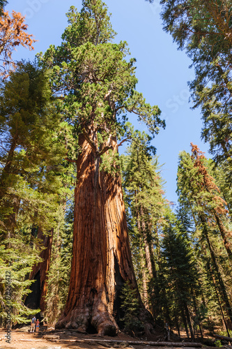 Tourist dwarfed by Giant Sequoia in the Sherman Grove