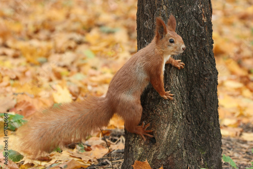 Squirrel on the trunk of a tree. Red squirrel in the autumn afternoon against the background of yellow fallen leaves.