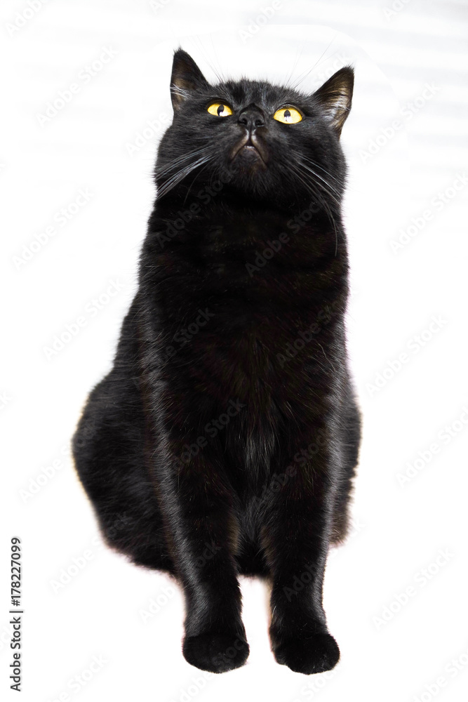Obraz premium Black cat. Black beautiful cat on a white background.