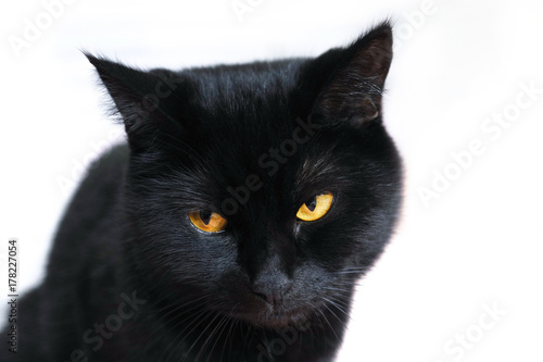 Sad cat. The black cat is tired. Emotions of cats