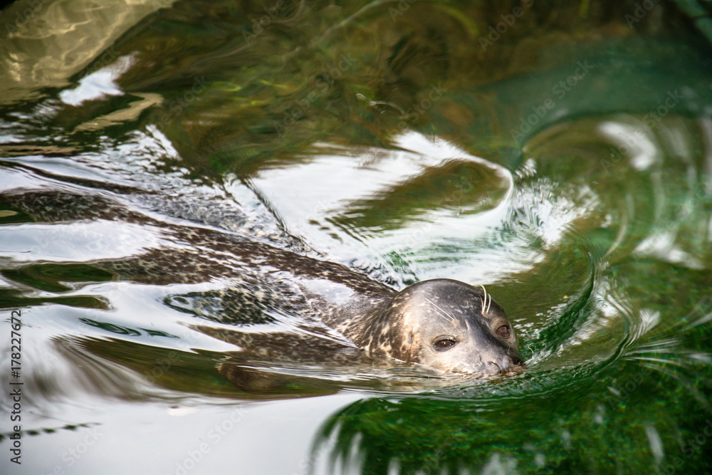 Naklejka premium Seal at the zoo