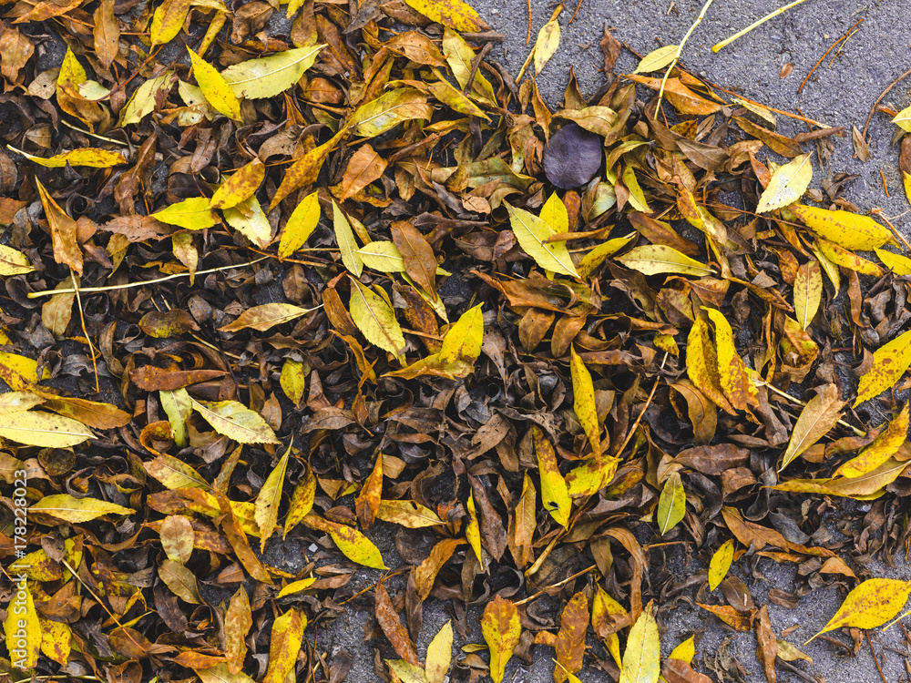 autumnal colorful photo background in october autumnal colorful photo background in october