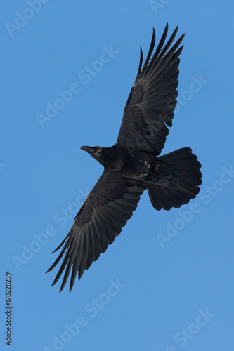 northern raven (Corvus corax) in flight with blue sky
