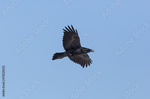 northern raven (Corvus corax) in flight with blue sky