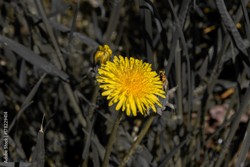 Fototapeta Naklejka Na Ścianę i Meble -  A dandelion flower. Black and white background.