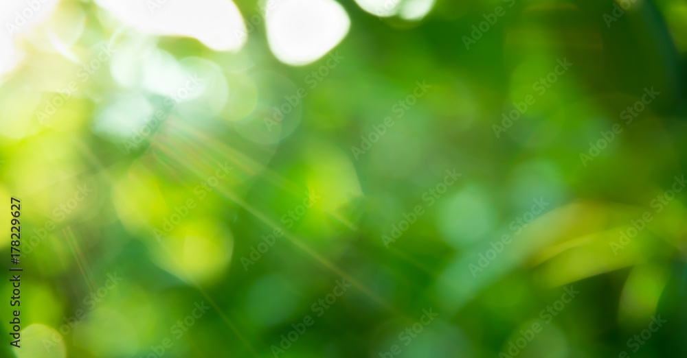 Obraz premium blurred green nature background natural light