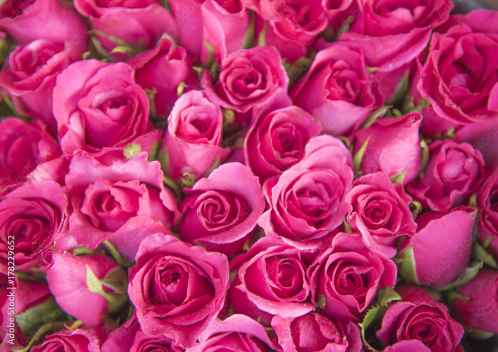 Many roses are arranged in rows. Many roses are arranged in rows.