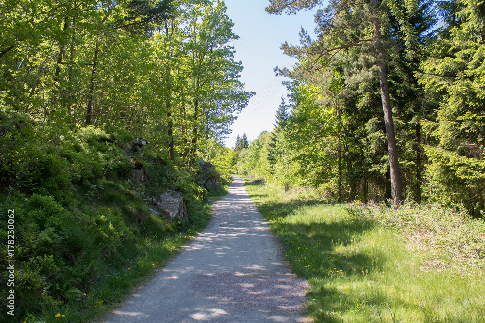Fototapeta premium Walking path through a forest in beautiful green midsummer colors. Norway, Scandinavia.