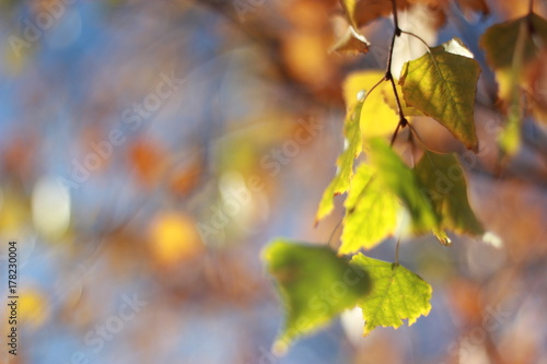 Autumnal kaleidoscope.