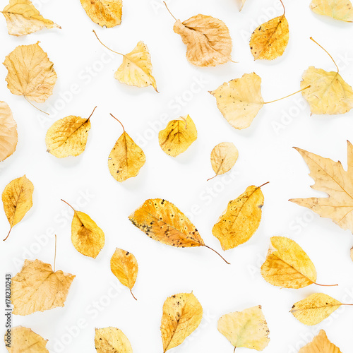 Autumn pattern made of fall leaves on white background. Flat lay, top view
