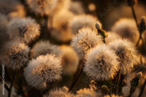 Fototapeta Naklejka Na Ścianę i Meble -  fluffy gentle flowers white dandelions in beautiful sunset sunlight. Soft gentle focus. Beautiful light. natural dark background and golden bokeh.

