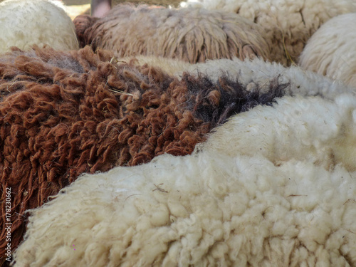 Closeup white and brown sheeps in a farm