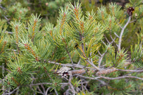Scots pine tree. Close up.