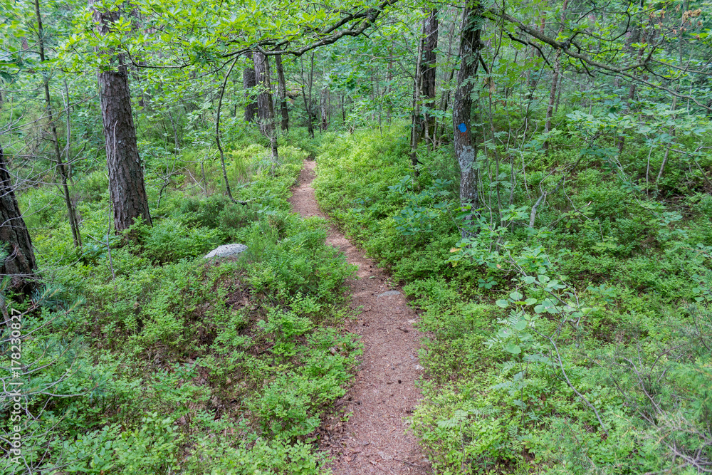 Fototapeta premium Walking path through a forest in beautiful green midsummer colors. Norway, Scandinavia.