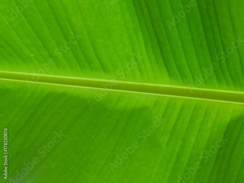 blur green leaf texture background , nature background