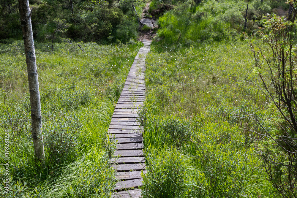 Fototapeta premium Walking path of wooden planks crossing a swamp. Summer colors.